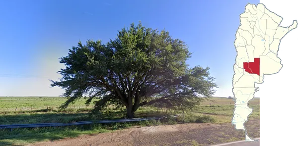 кальден Prosopis caldenia с мелкими листьями и извилистыми ветвями в Ла-Пампе