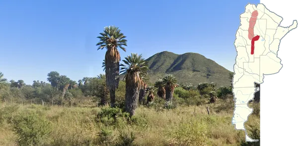 Trithrinax campestris пальма карандай с веерными листьями и скрытым стволом среди сухих листьев