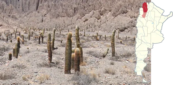 Кардон Trichocereus atacamensis с пушистыми золотисто-коричневыми колючками в высокогорье Аргентины