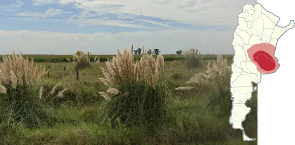 Белые пушистые соцветия пампасной травы Cortaderia selloana на лугу