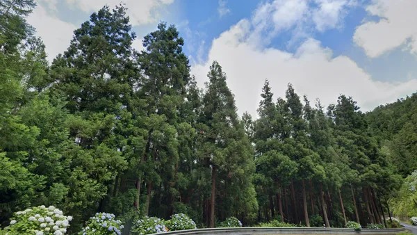 Японский кедр Cryptomeria japonica на влажных Азорских островах