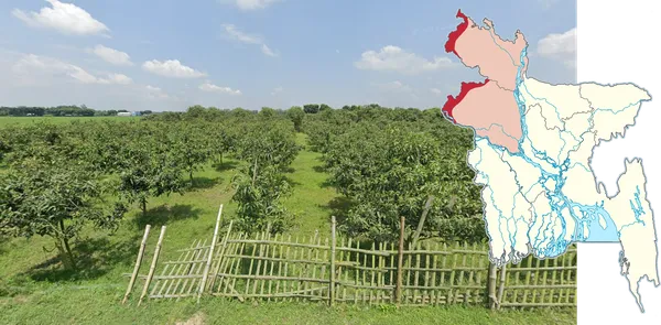 Фруктовые деревья в отдельной посадке в Раджшахи, Бангладеш near граница с Индией