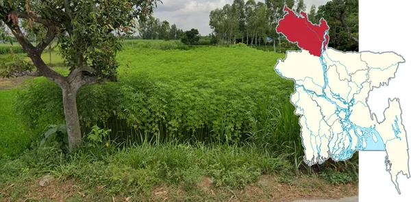 Зеленые стебли джута, сушатся на заборах и вдоль дорог Рангпура