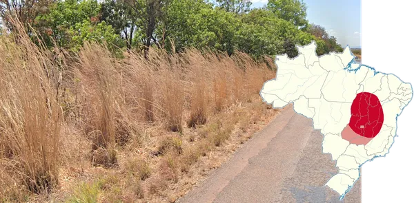 Высокая трава в центральной Бразилии у шоссе, штат Минас-Жерайс
