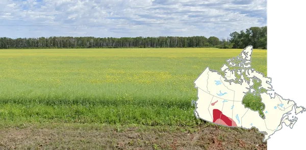 Поле канолы в центрально-южных канадских прериях с яркими желтыми цветами