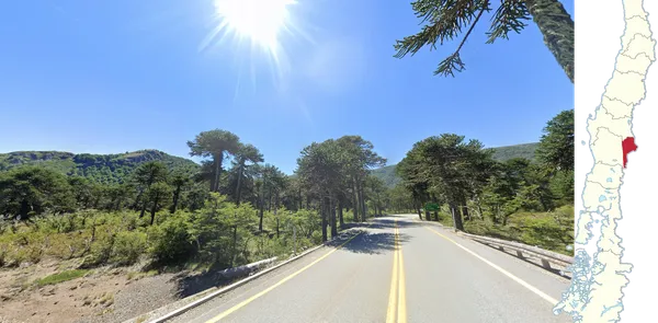 Чилийские араукарии Araucaria araucana в крайней восточной части Араукании