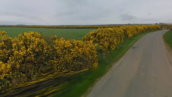 Желтые цветы кустарника Ulex на острове Мэн, цветущие ветви