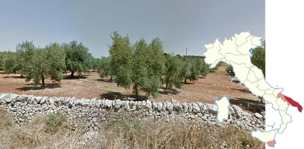 Оливковые плантации на красной почве у Бари с яркими каменными стенами