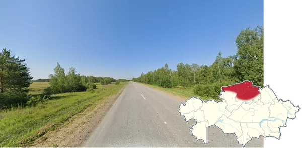 Густой березовый лес на фоне зеленых полей, север Казахстана