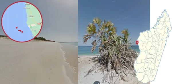 Широколистные пальмы на небольшом атолле в море