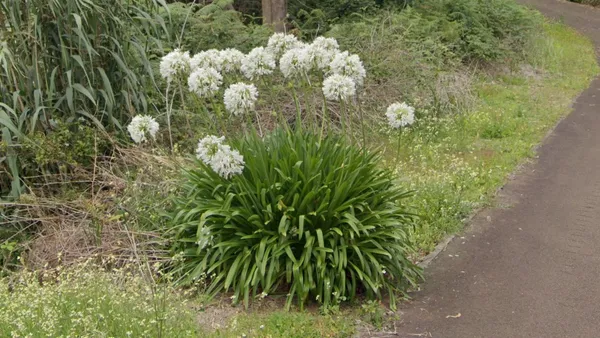 Белые и синие африканские лилии Agapanthus praecox на Мадейре