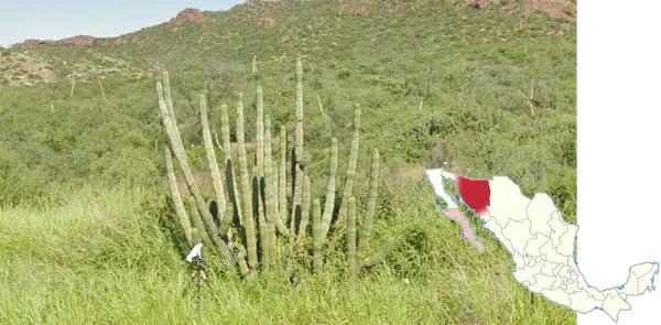 Кактусы Organ Pipe с длинными тонкими стеблями у уровня земли в пустыне Сонора