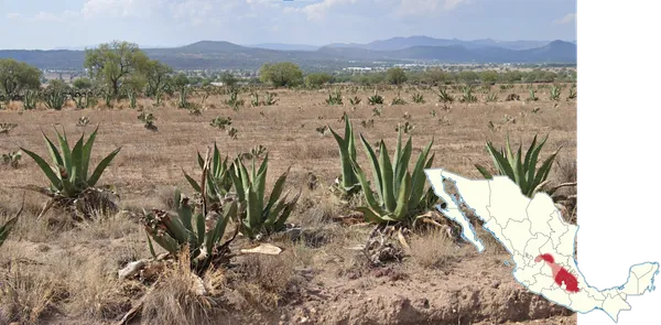 Agave salmiana пульке-агавы с короноподобными листьями у Сан-Луис-Потоси Мексика