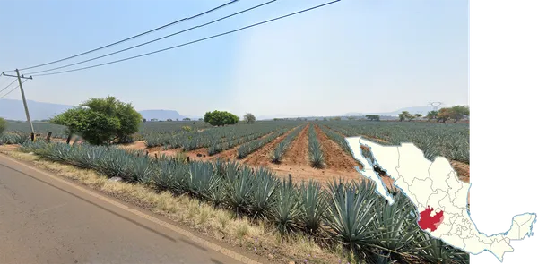Обширные поля голубой агавы Agave tequilana в штатах Халиско и Наярит, Мексика