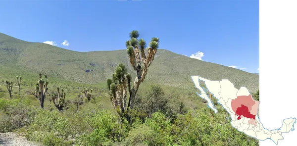 Деревовидная юкка Yucca filifera с остроконечными зелеными листьями в розетке