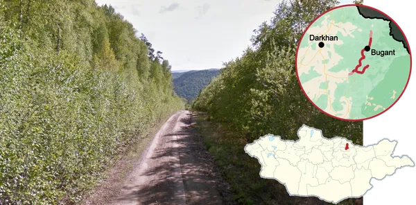 Узкая грунтовая тропа в березовом лесу вокруг Буганта в Монголии