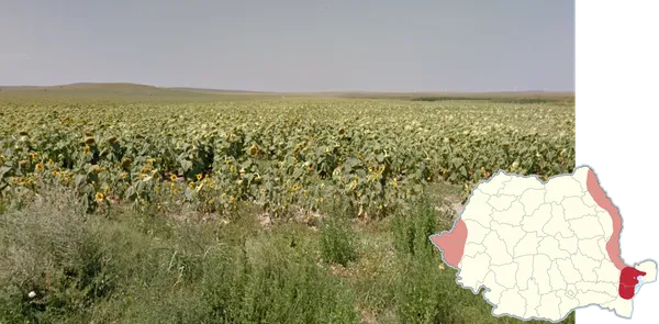 Поле подсолнухов на крайнем востоке страны с солнечными головками