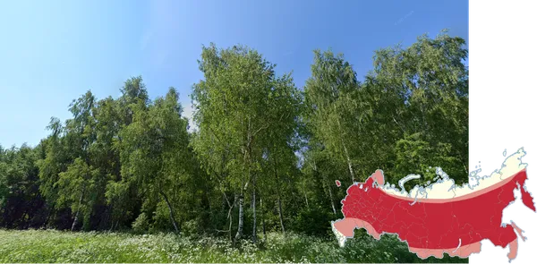 Береза в России с белой отслаивающейся корой на фоне леса