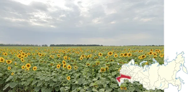 Поле подсолнухов у границы Украины в Ульяновской области России