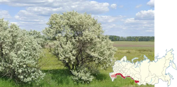 Русская олива вдоль границы с Казахстаном, песчаная степь и кустарник