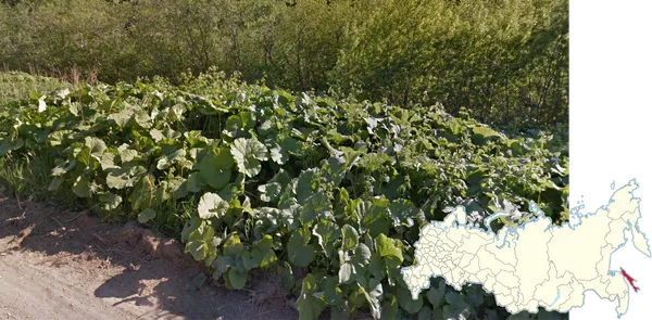 Болиголов сахалинский у побережья южного Сахалина, сахалинская капуста