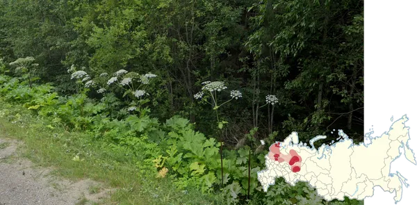 Белый зонтик Heracleum sosnowskyi на фоне лесной опушки под Москвой