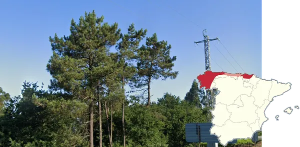 Сосна морская Pinus pinaster у побережья Атлантики в Испании, серо-красная кора