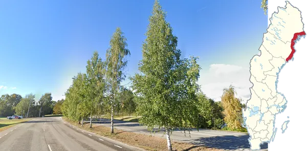 Длинные аккуратные ряды берез вдоль северного городского побережья