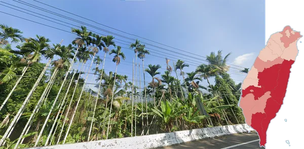 Арековая пальма бетеля Areca catechu в горной местности Тайваня