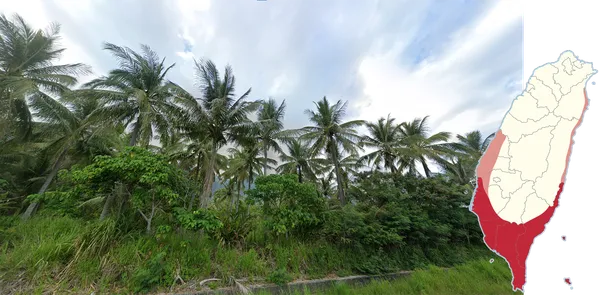 Кокосовые пальмы Cocos nucifera у побережья южной половины острова
