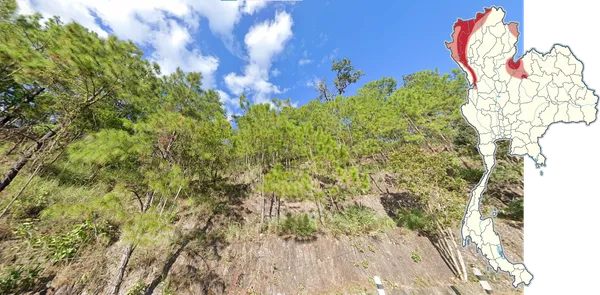 Тенассеримские сосны Pinus latteri в северной и северо-западной Мьянме