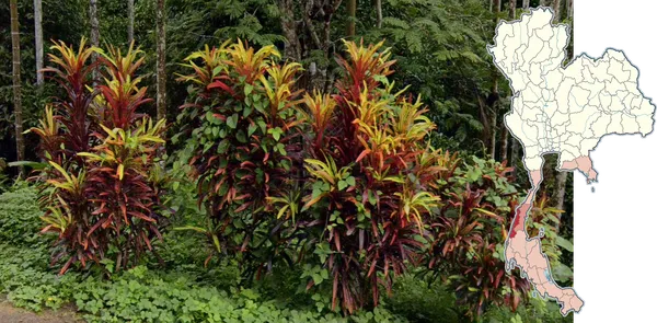 Кротон садовый Codiaeum variegatum с желто-оранжево-красными пестрыми листьями