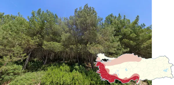 Турецкие сосны Pinus brutia на побережье Средиземного моря в Турции