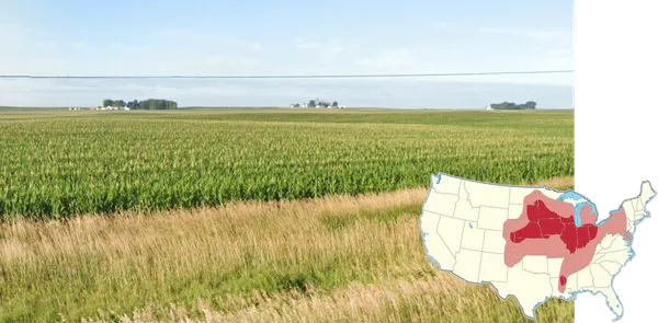 Кукурузные поля в регионе Корн-Бэлт США, ровные ряды кукурузы